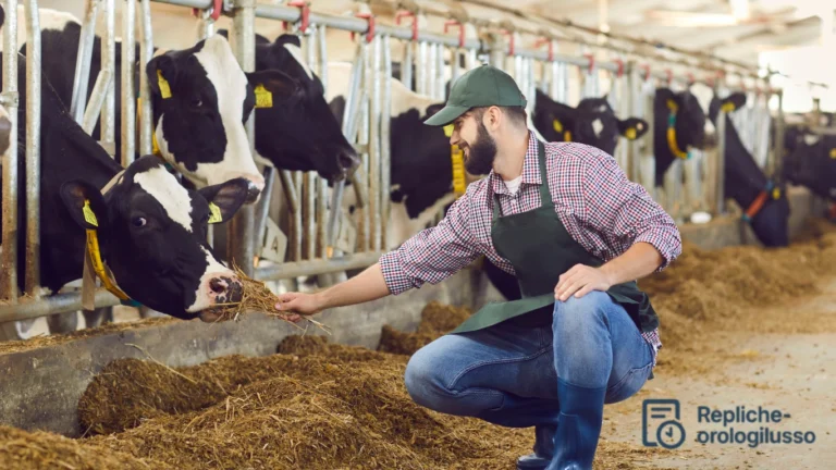 Peternakan Sapi Perah