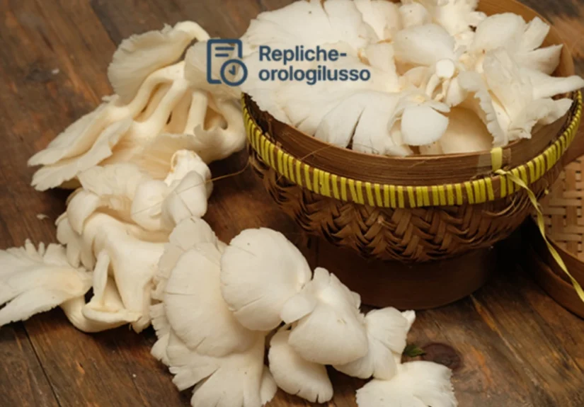 Budidaya Jamur Tiram